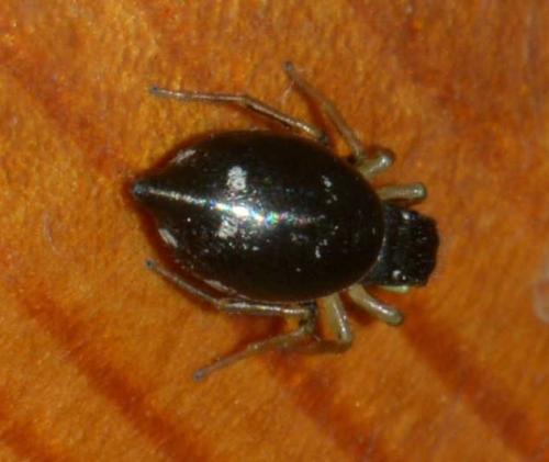 Heliophanus cupreus